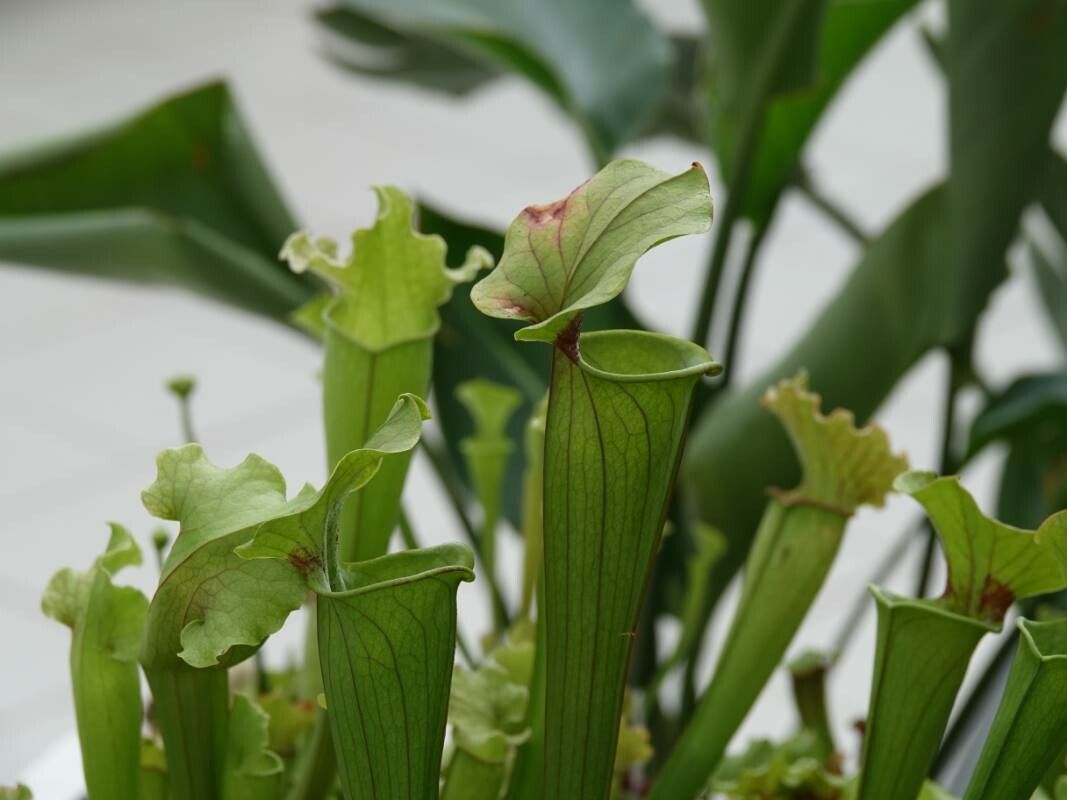 Sarracenia flava flower