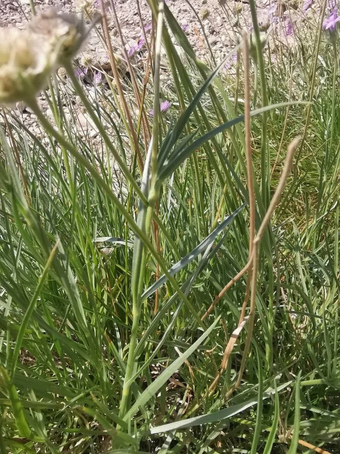 Lomelosia graminifolia leaf