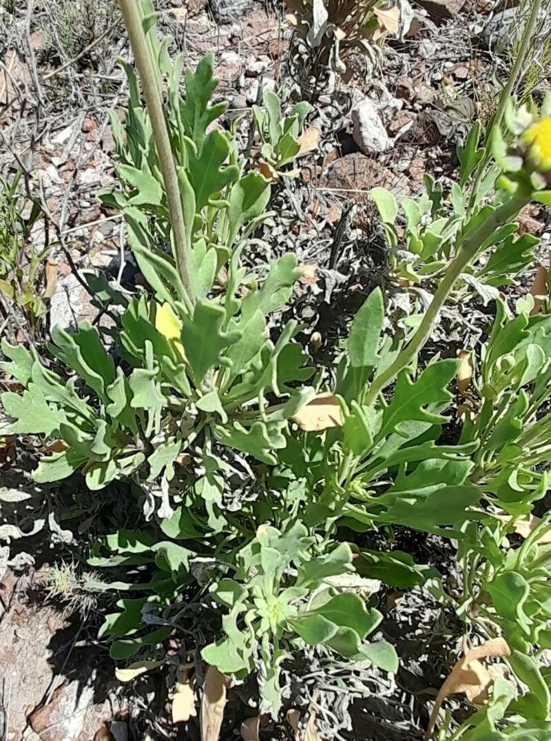 Gaillardia cabrerae leaf