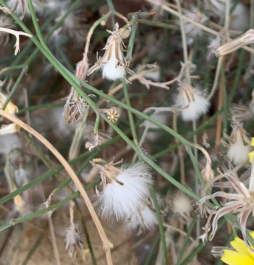 Launaea nudicaulis fruit