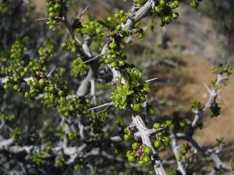 Ziziphus parryi habit