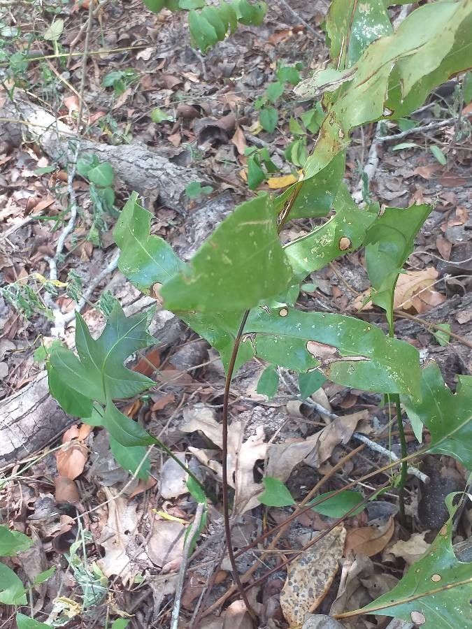 Microsorum scolopendria habit