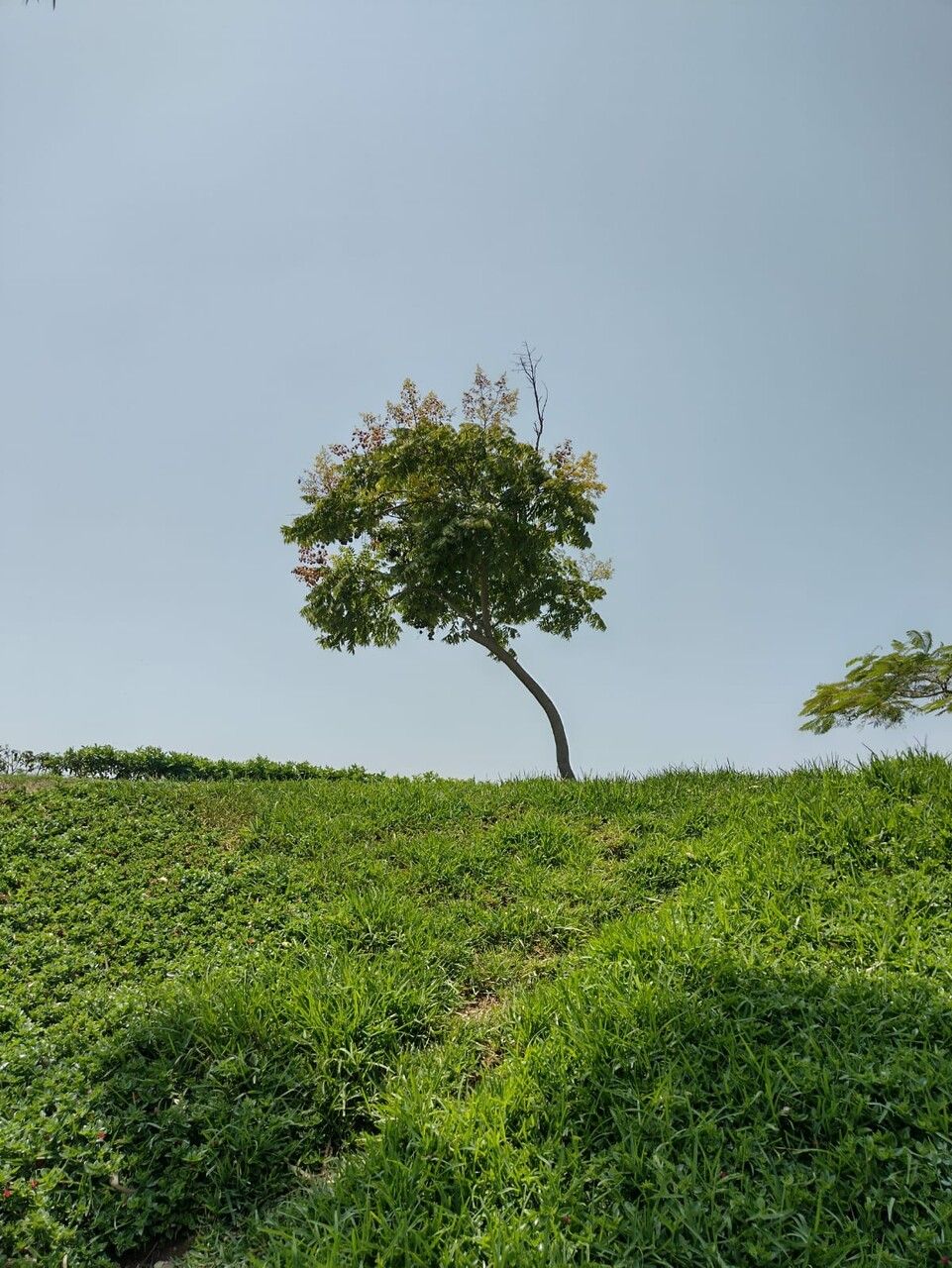 Daniellia oliveri bark