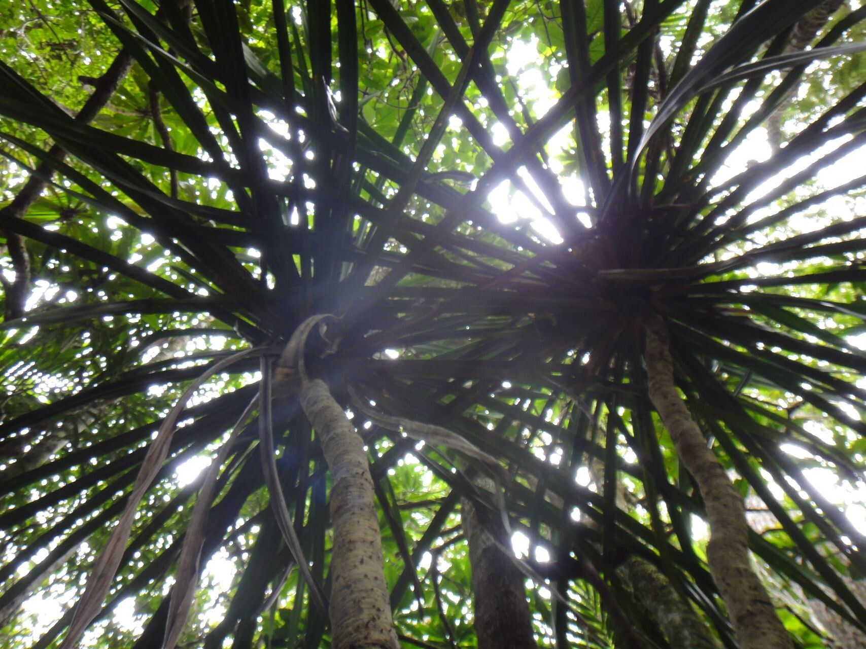 Pandanus balansae — search result for 'Pandanus'