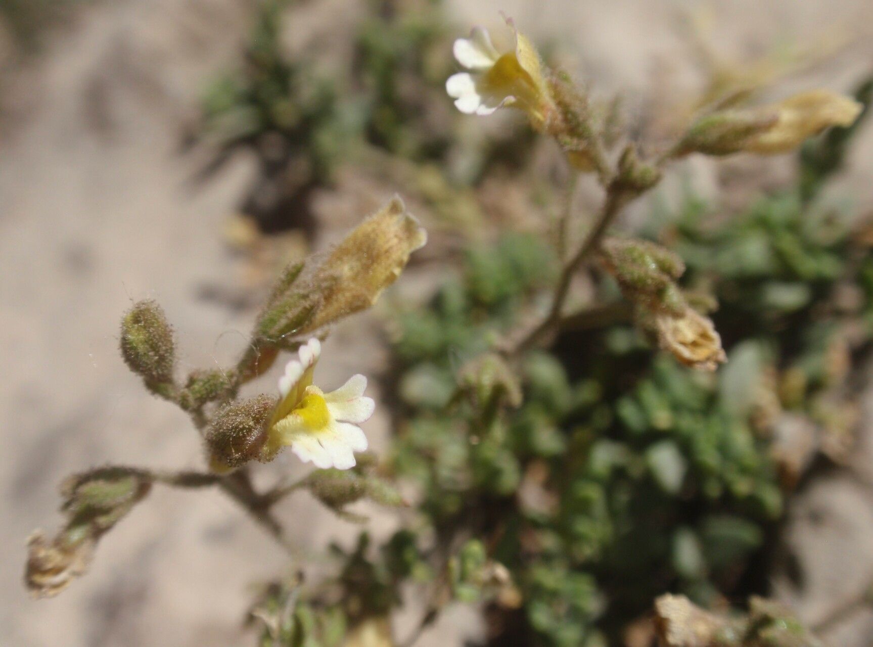 Chaenorrhinum villosum flower