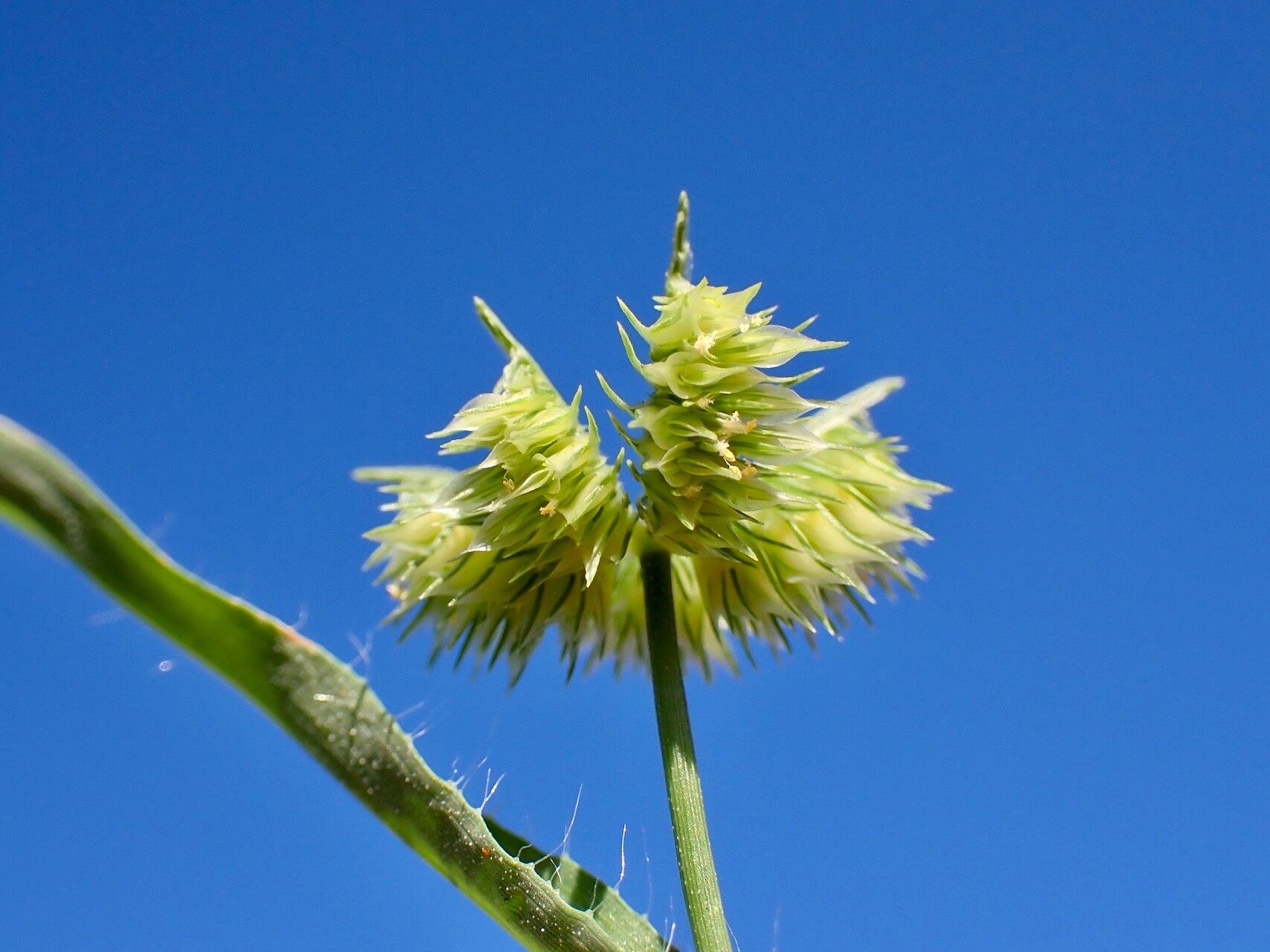 Dactyloctenium radulans flower