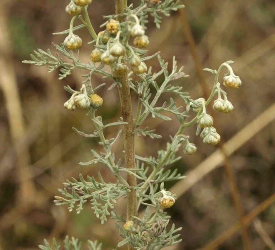 Artemisia pontica fruit