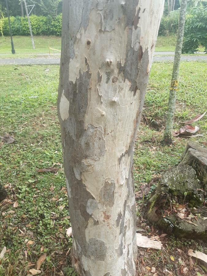 Triplaris americana bark