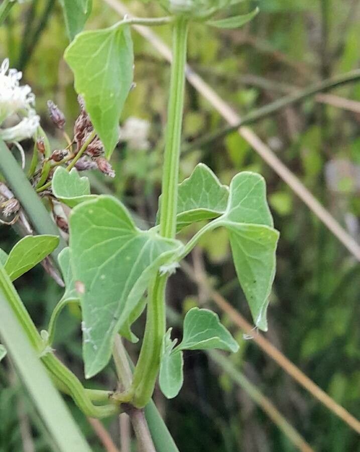 Mikania periplocifolia leaf