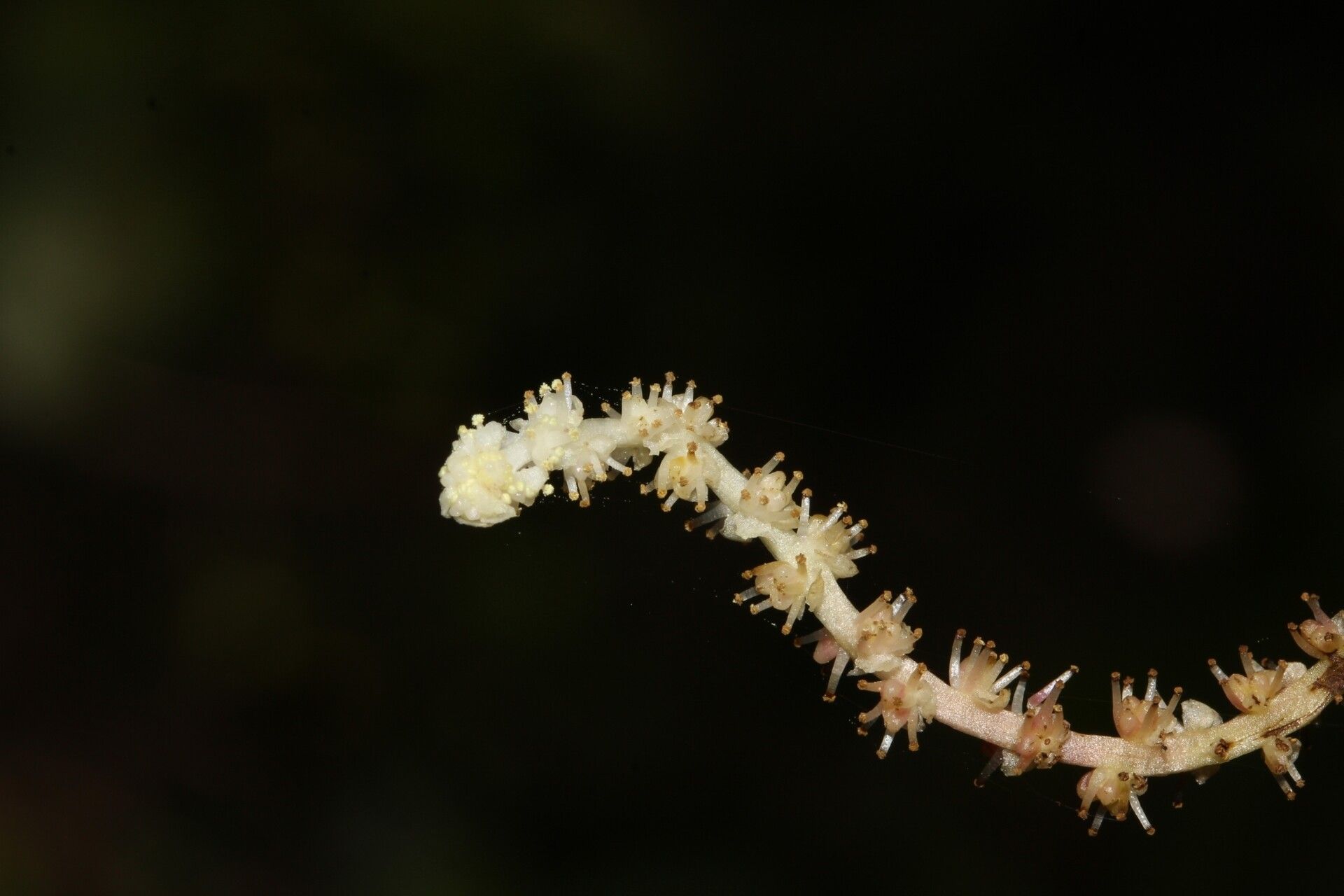 Aponogeton bernierianus flower