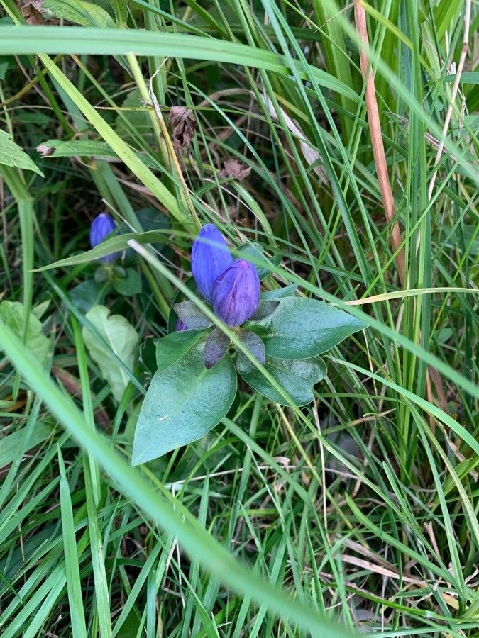 Gentiana clausa flower