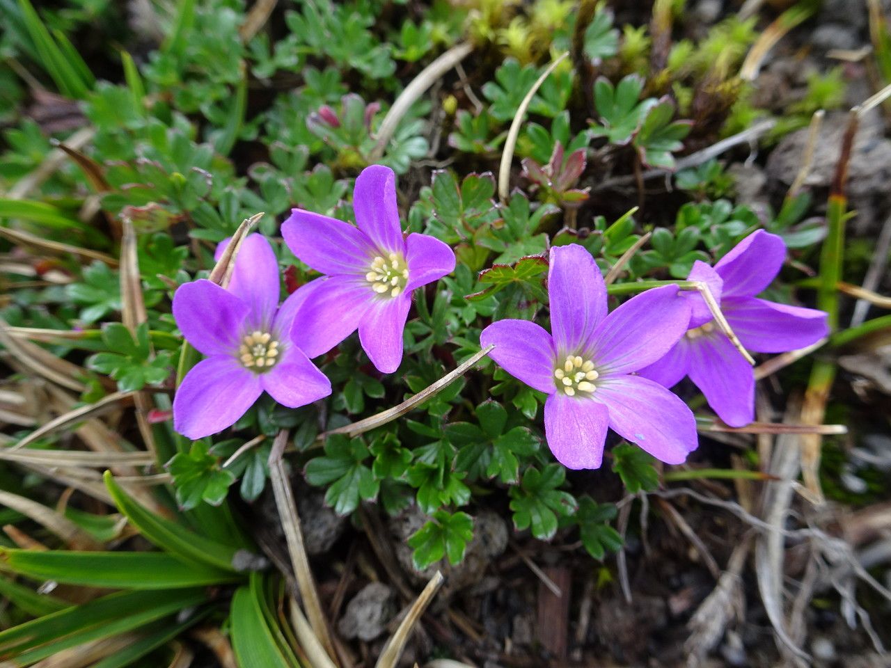 Geranium sibbaldioides habit