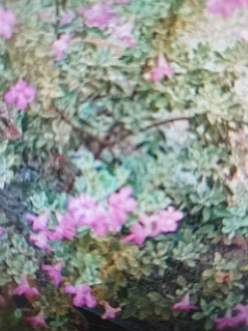 Pterocephalus spathulatus — houseplant care guide