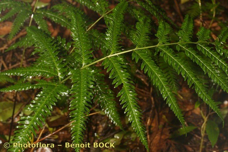 Pteris incompleta other