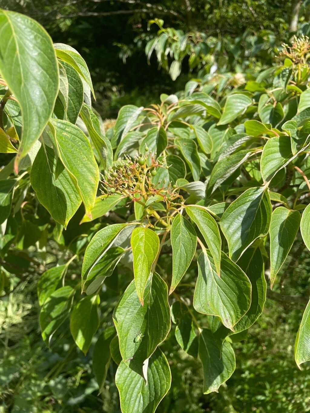 Cornus controversa leaf