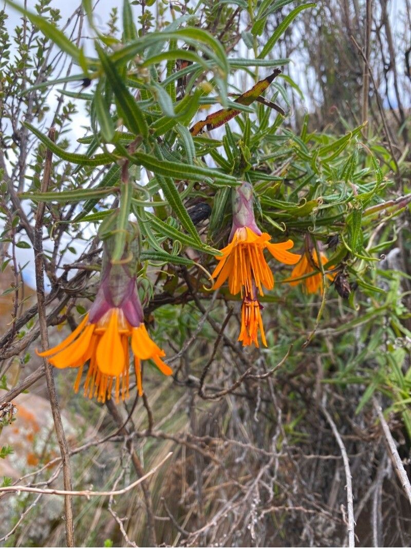 Mutisia mandoniana — houseplant care guide