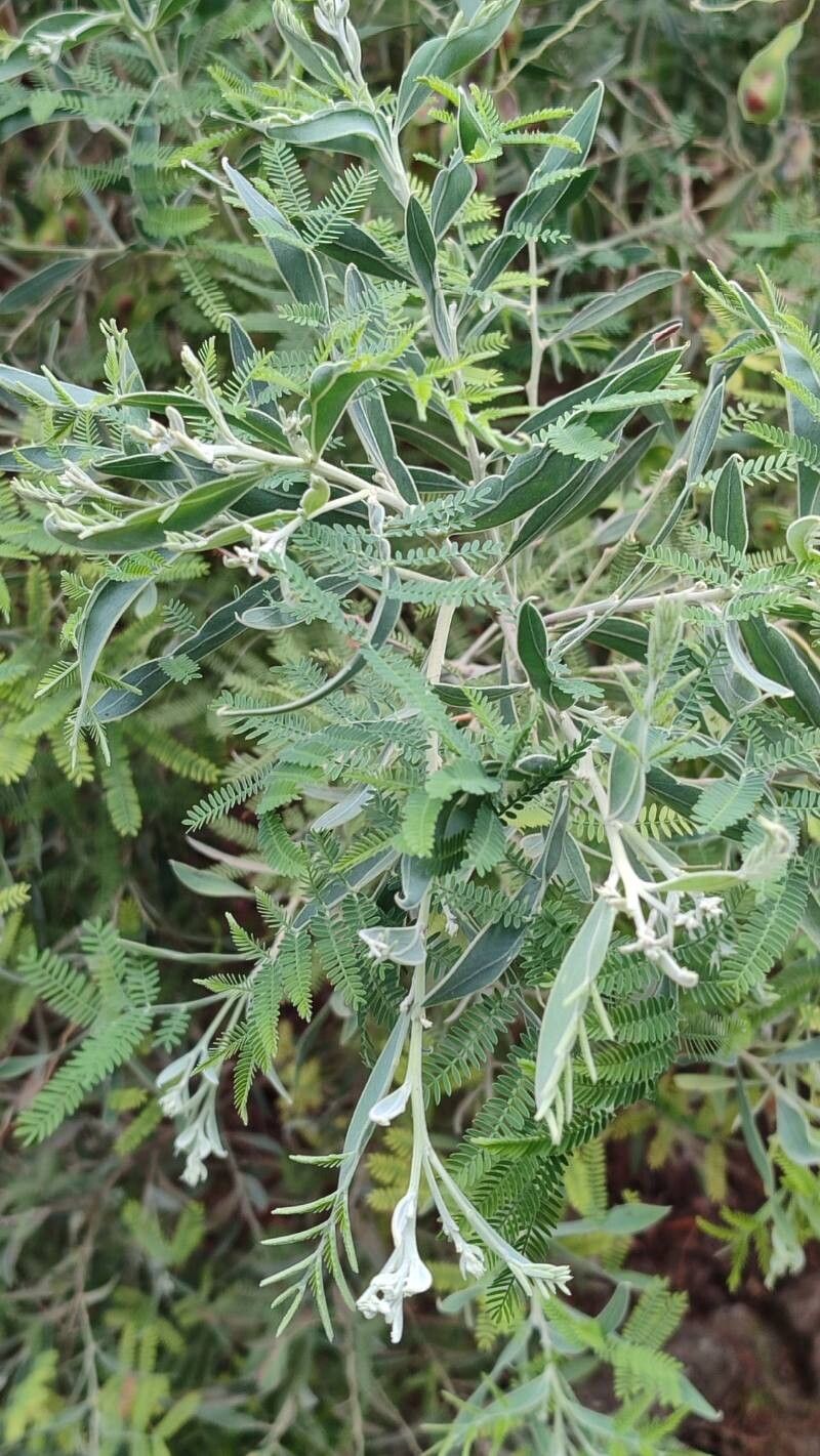 Acacia × hanburyana — houseplant care guide