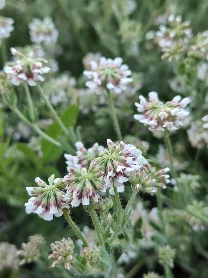 Dorycnium herbaceum flower