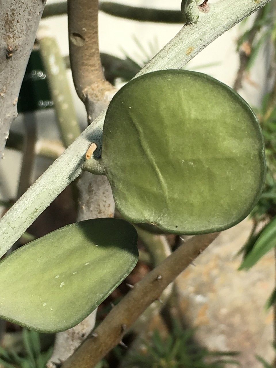 Xerosicyos danguyi leaf