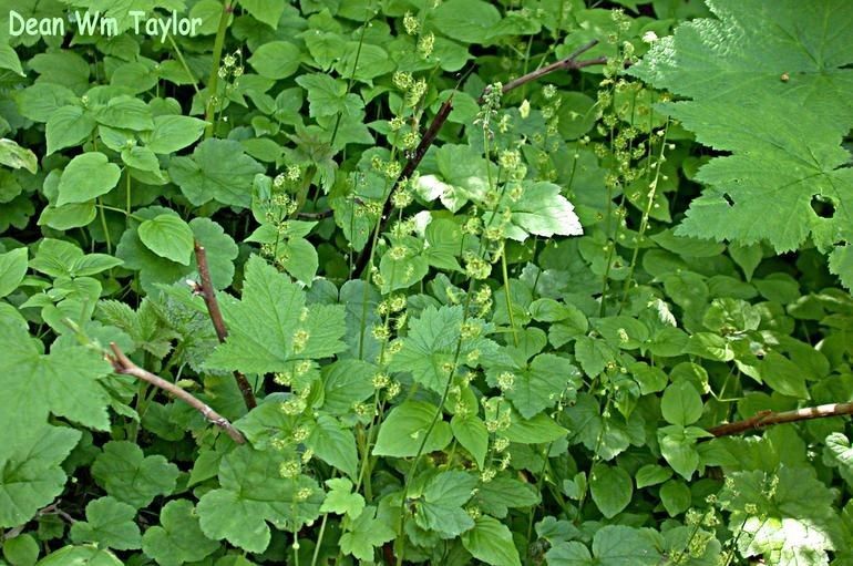 Mitella caulescens — related species from the same genus