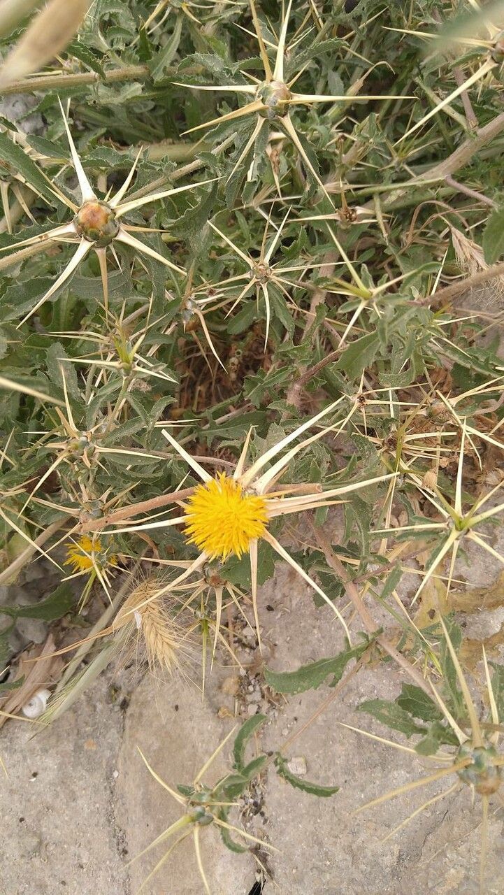 Centaurea hyalolepis flower