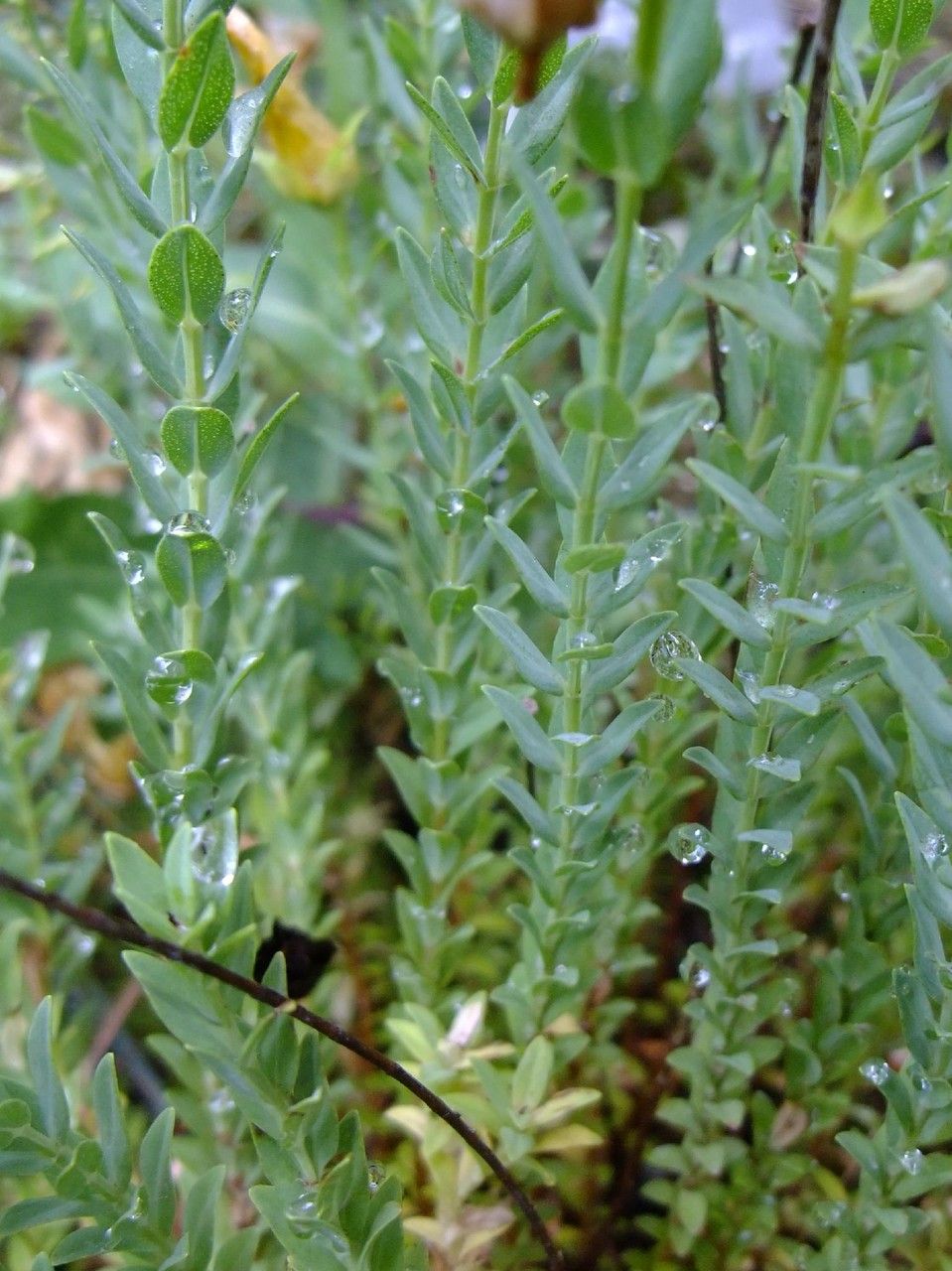 Hypericum fragile habit