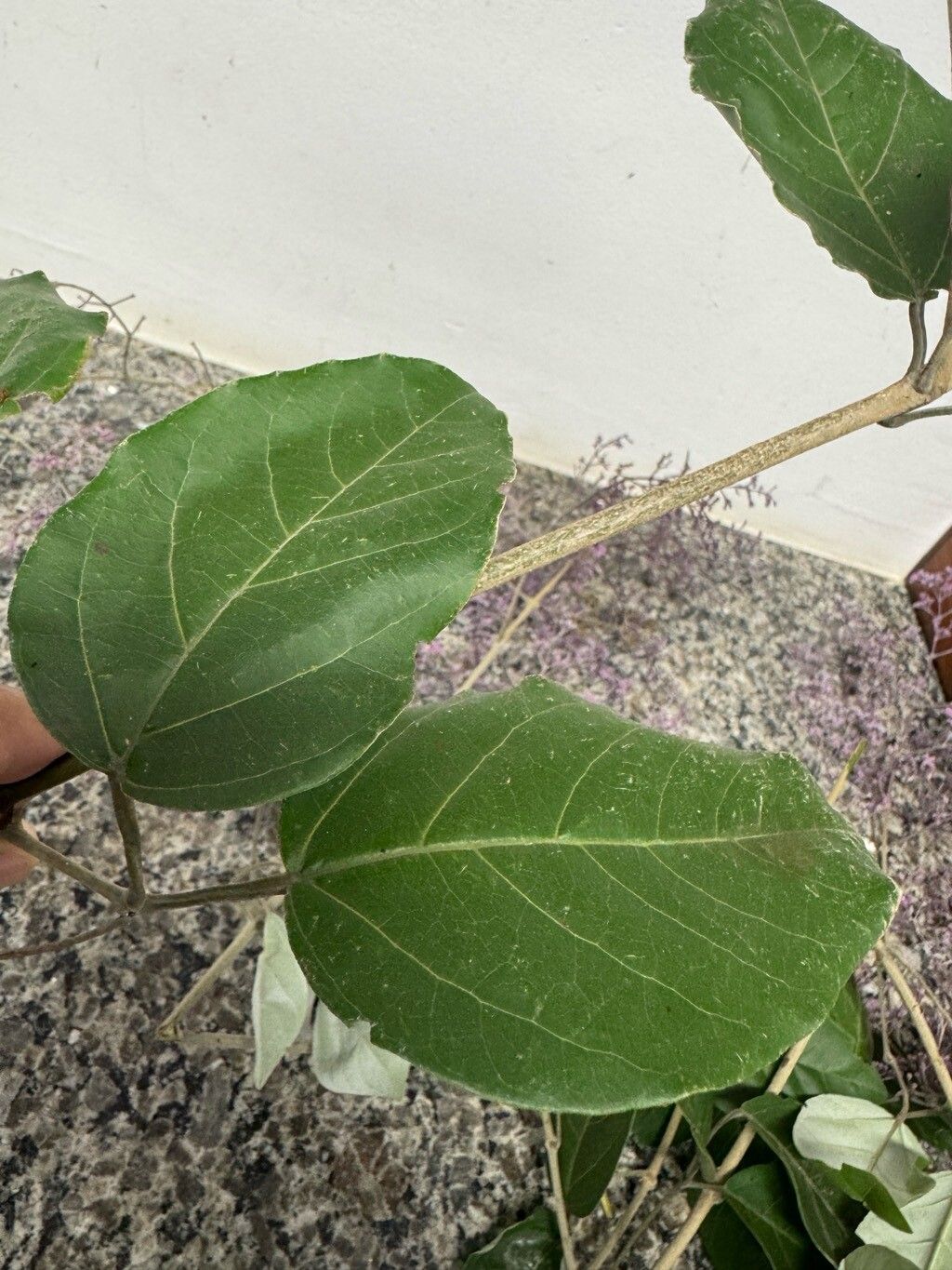 Fridericia rego leaf