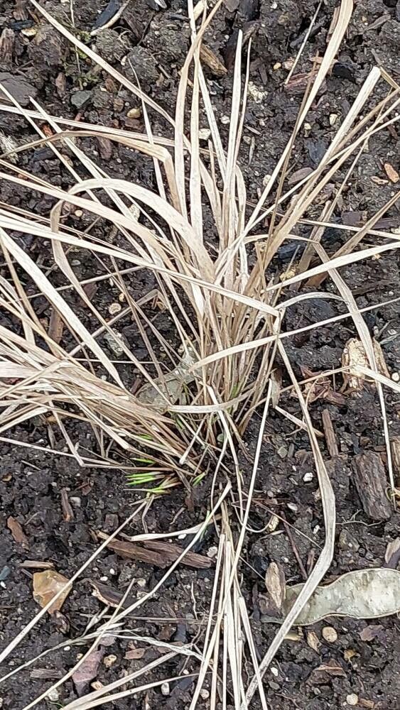 Achnatherum pekinense — related species from the same genus