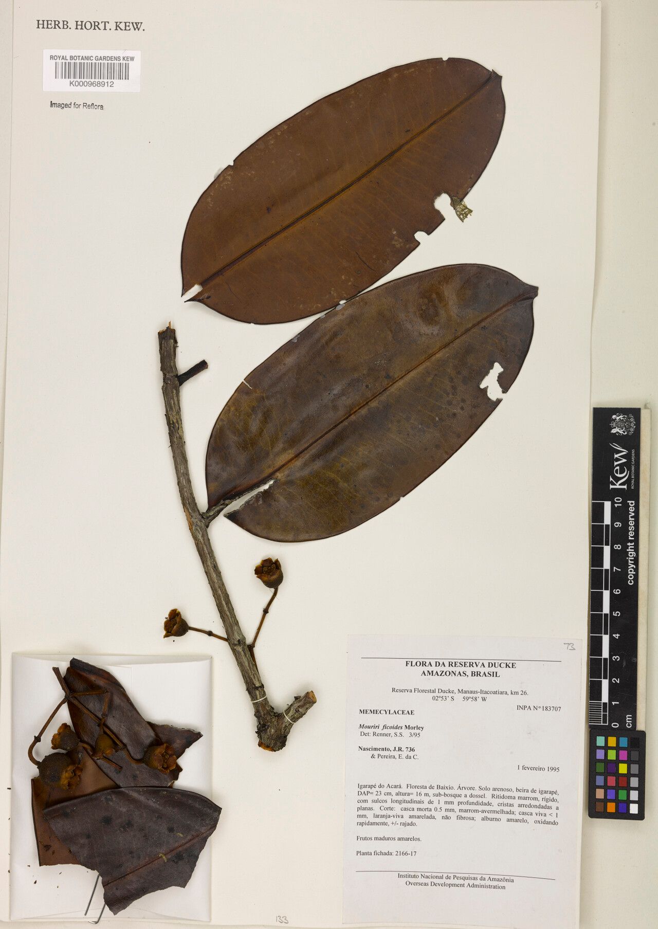 Mouriri ficoides fruit