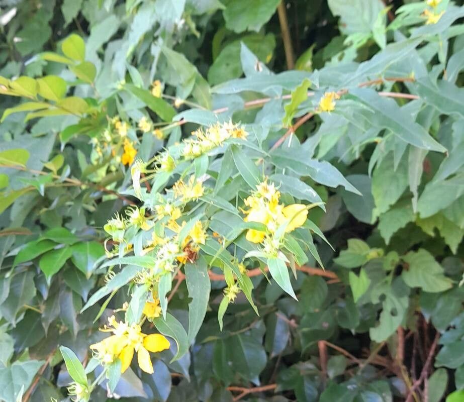 Heimia montana habit