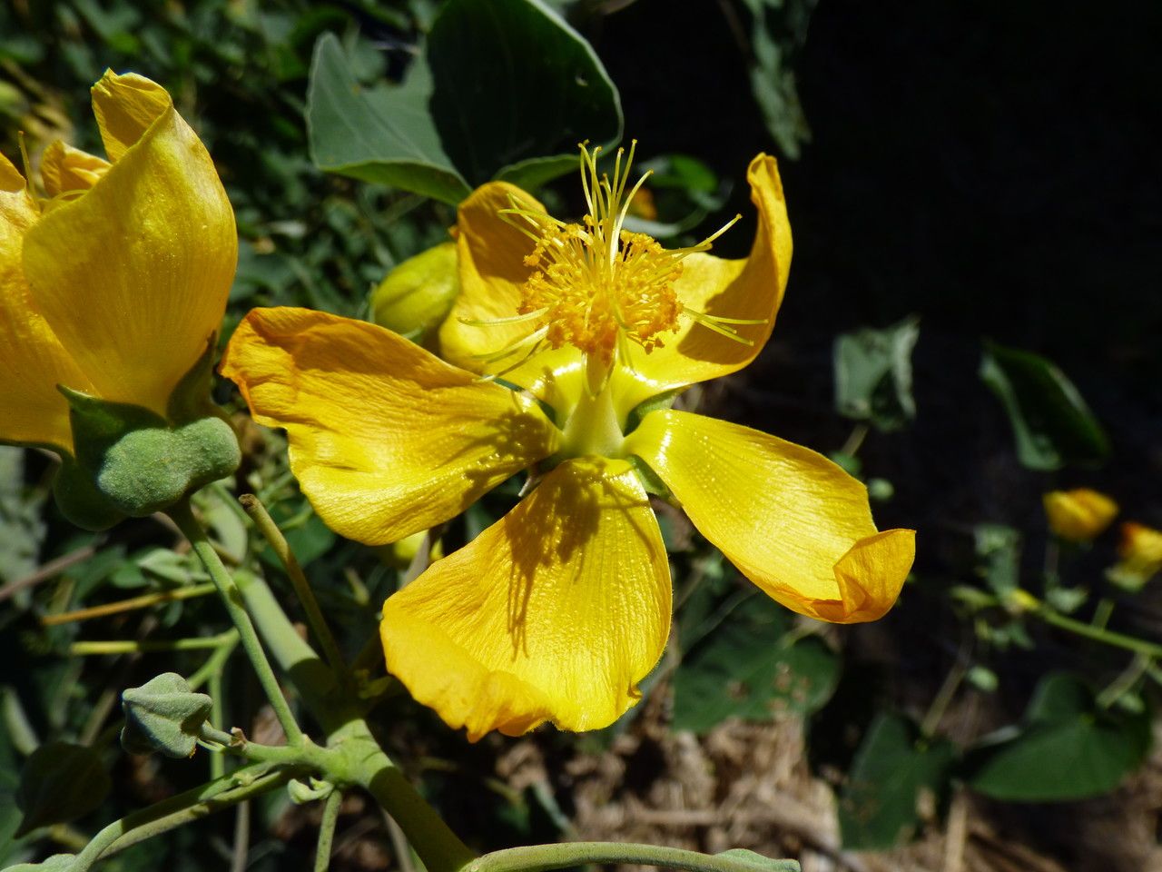 Abutilon exstipulare flower