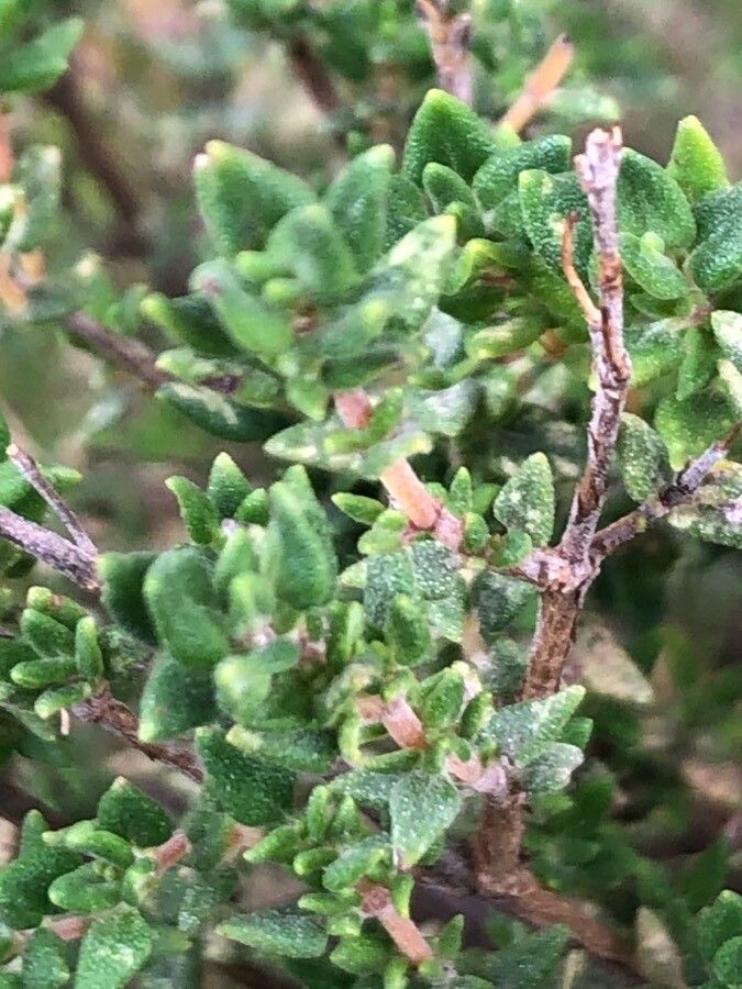 Thymus camphoratus leaf