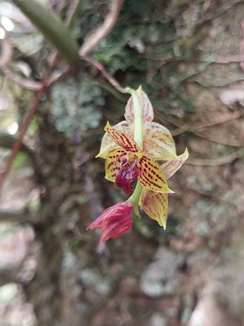 Bulbophyllum francoisii flower