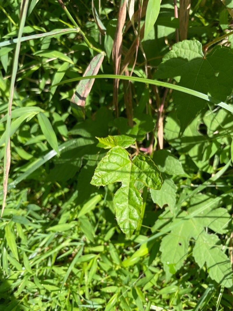 Vitis mustangensis — search result for 'Alabama'