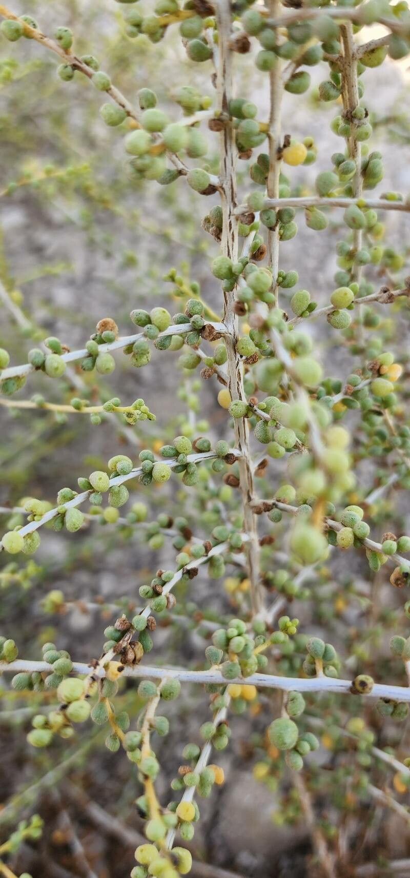 Salsola drummondii bark