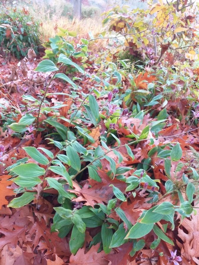 Tricyrtis lasiocarpa habit