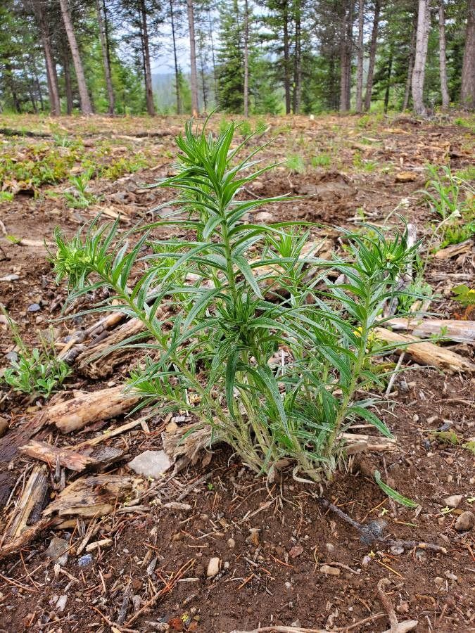 Lithospermum ruderale — search result for 'western Canada'