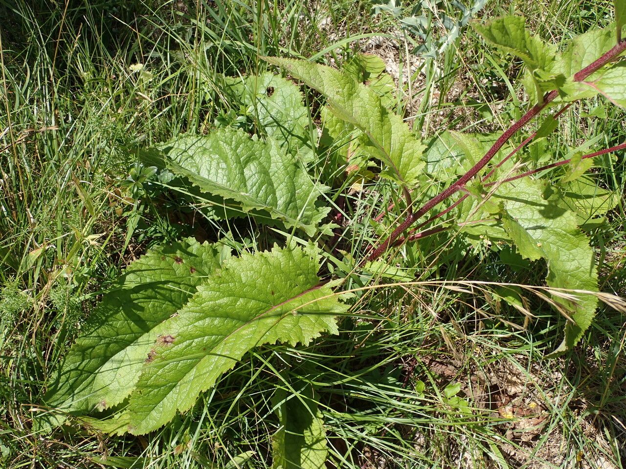 Verbascum chaixii leaf