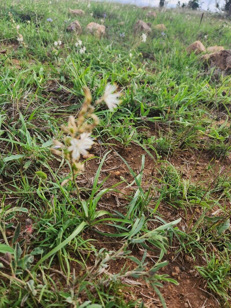 Chlorophytum affine leaf