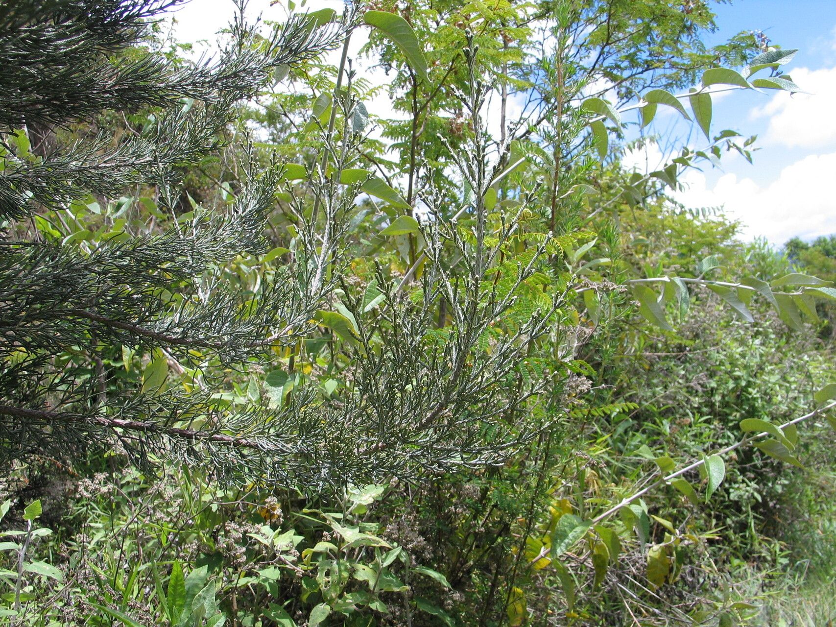 Seriphium pachycladum — related species from the same genus