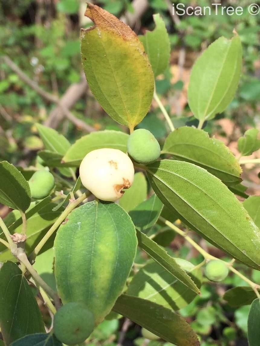 Ziziphus rivularis fruit