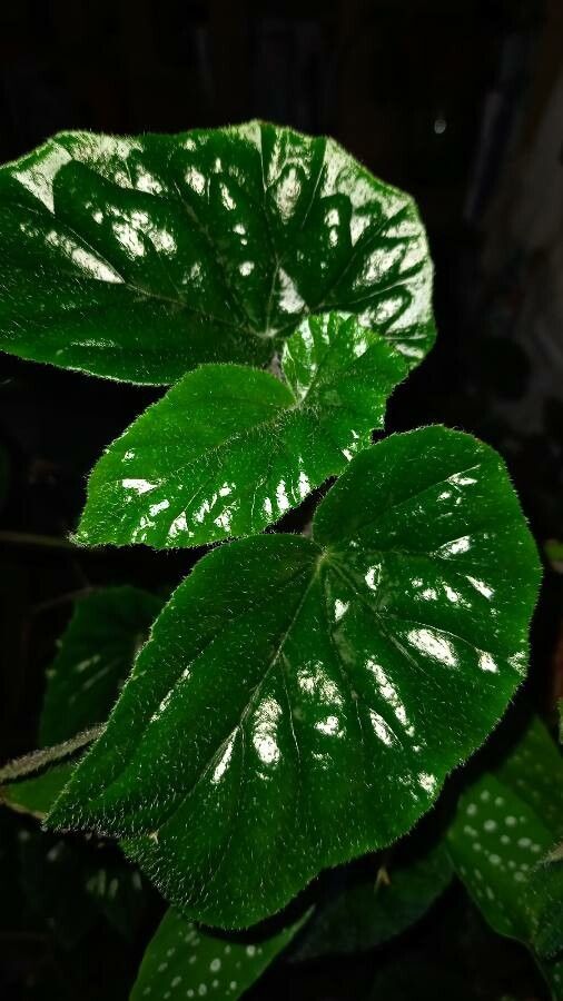 Begonia scharffii — search result for 'Begonia'