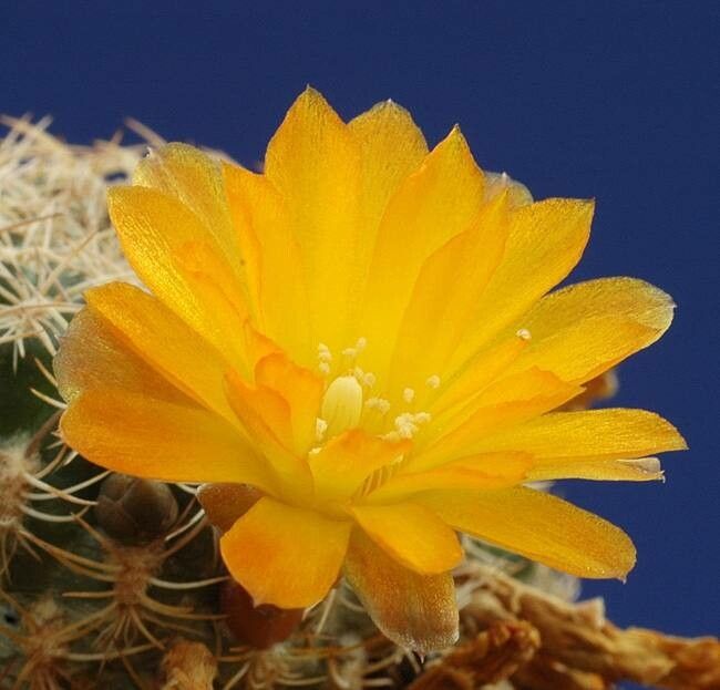 Rebutia breviflora flower