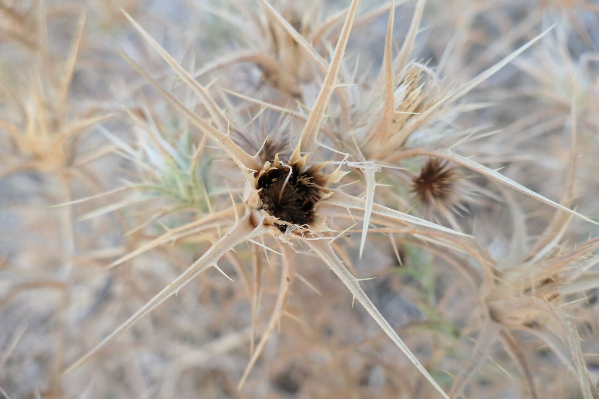 Carlina graeca flower