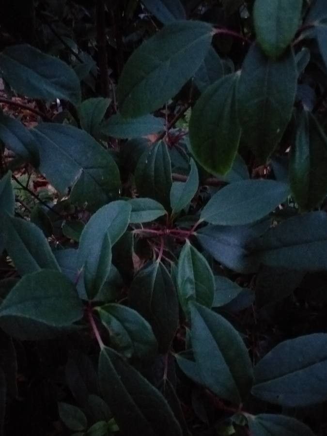 Viburnum propinquum — search result for 'Viburnaceae'