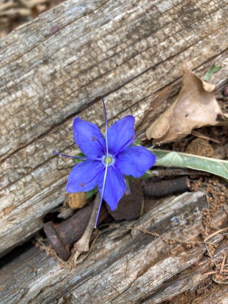 Hydrolea corymbosa — related species from the same genus