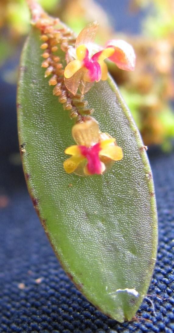 Lepanthes mariposa — houseplant care guide
