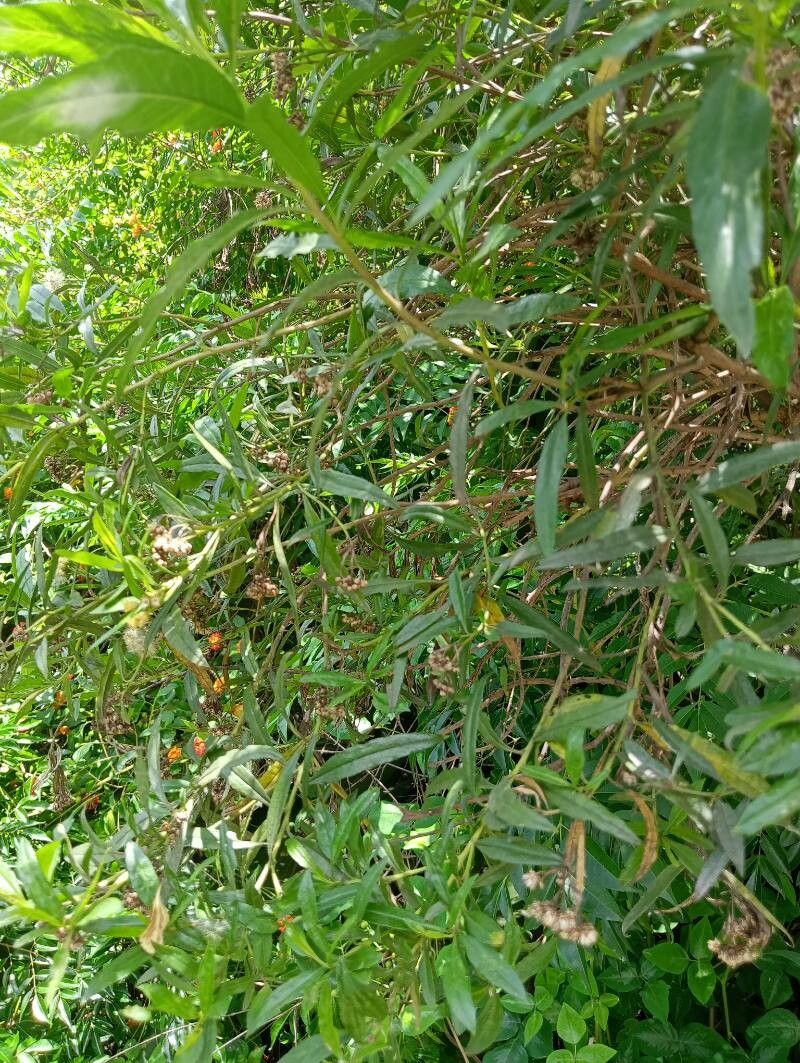 Psiadia altissima habit