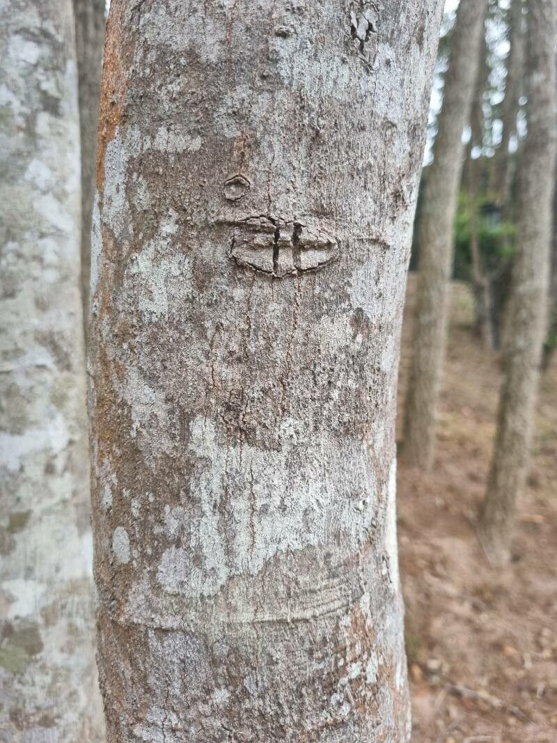 Ocotea diospyrifolia bark