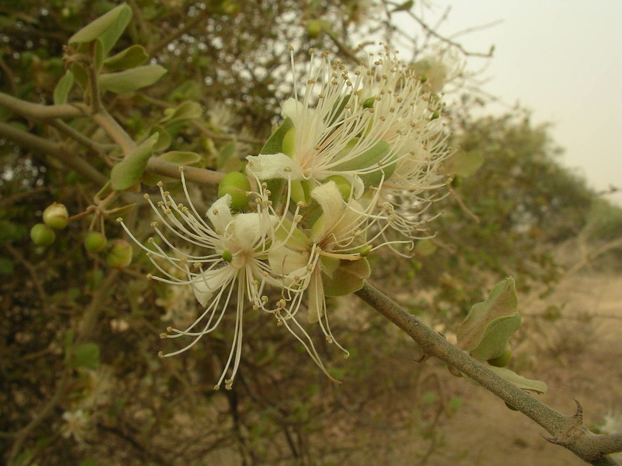 Capparis sepiaria fruit